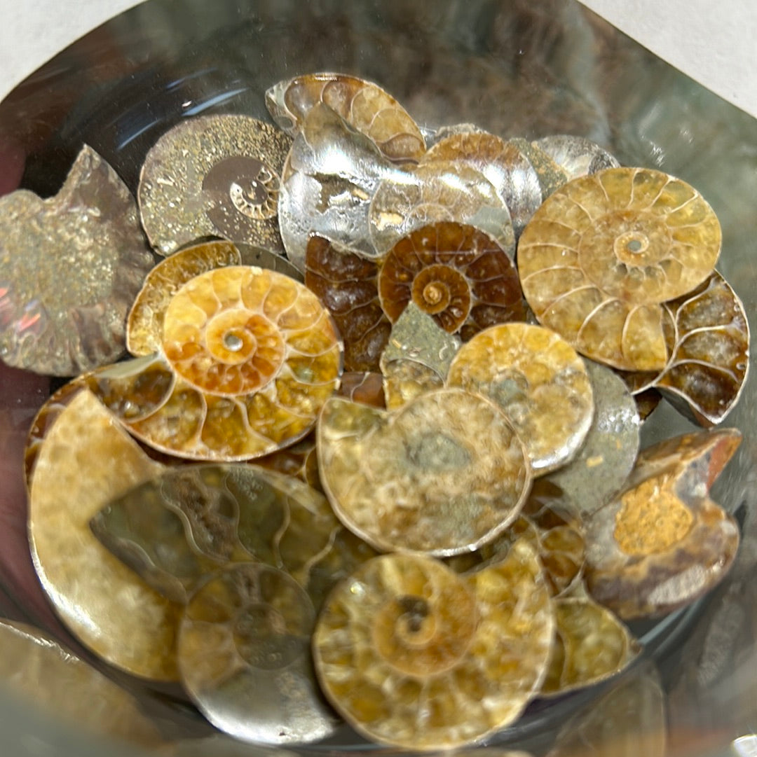 Iridescent Ammonite Halves Small Mountain Mineral Market