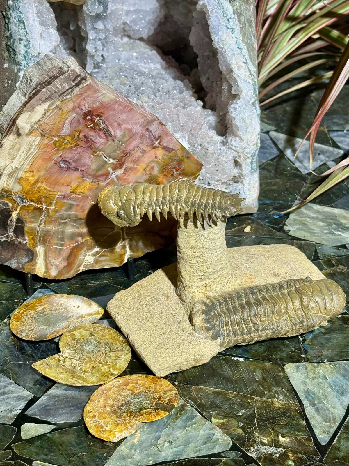 Fossils & Petrified Wood