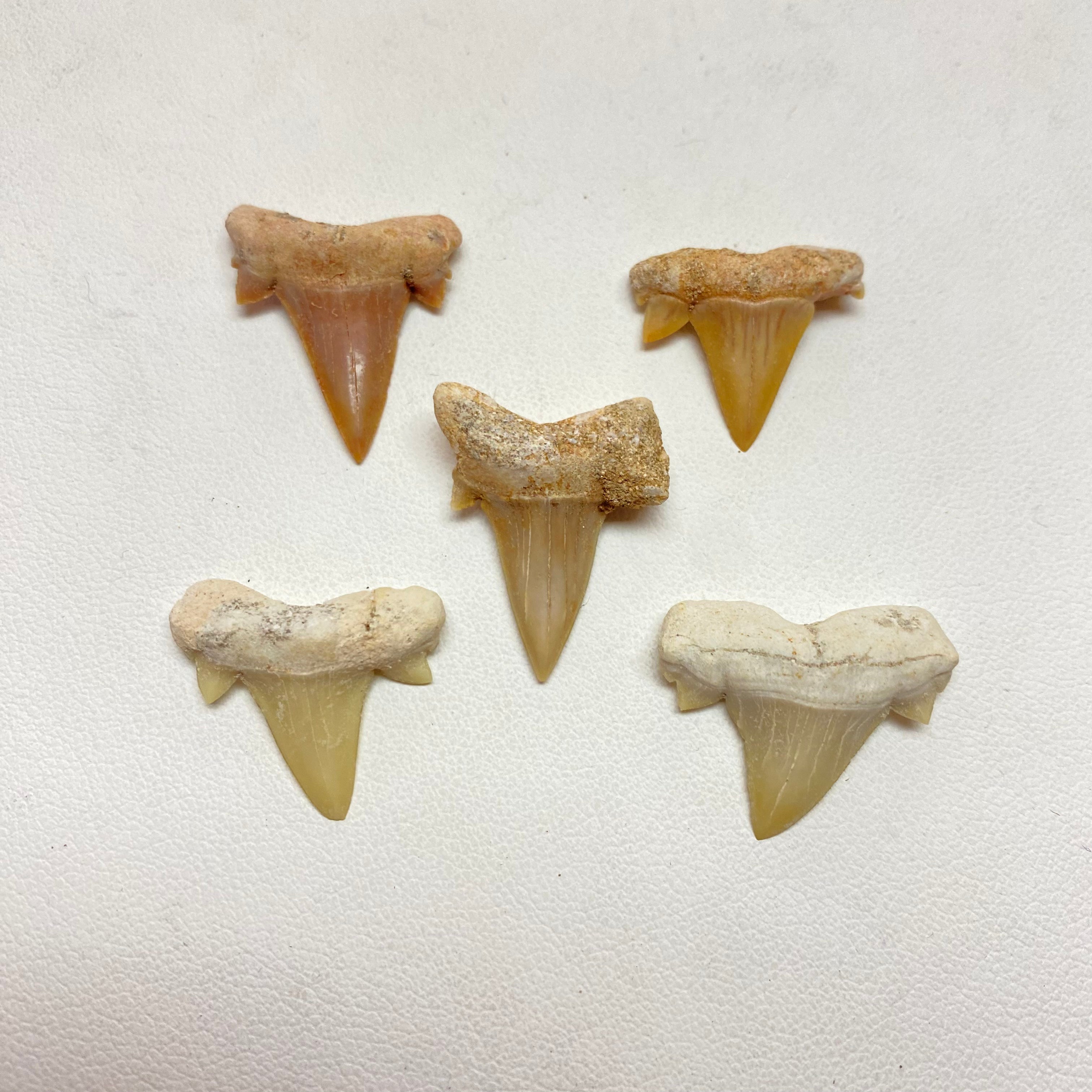 Moroccan Shark Teeth Mountain Mineral Market