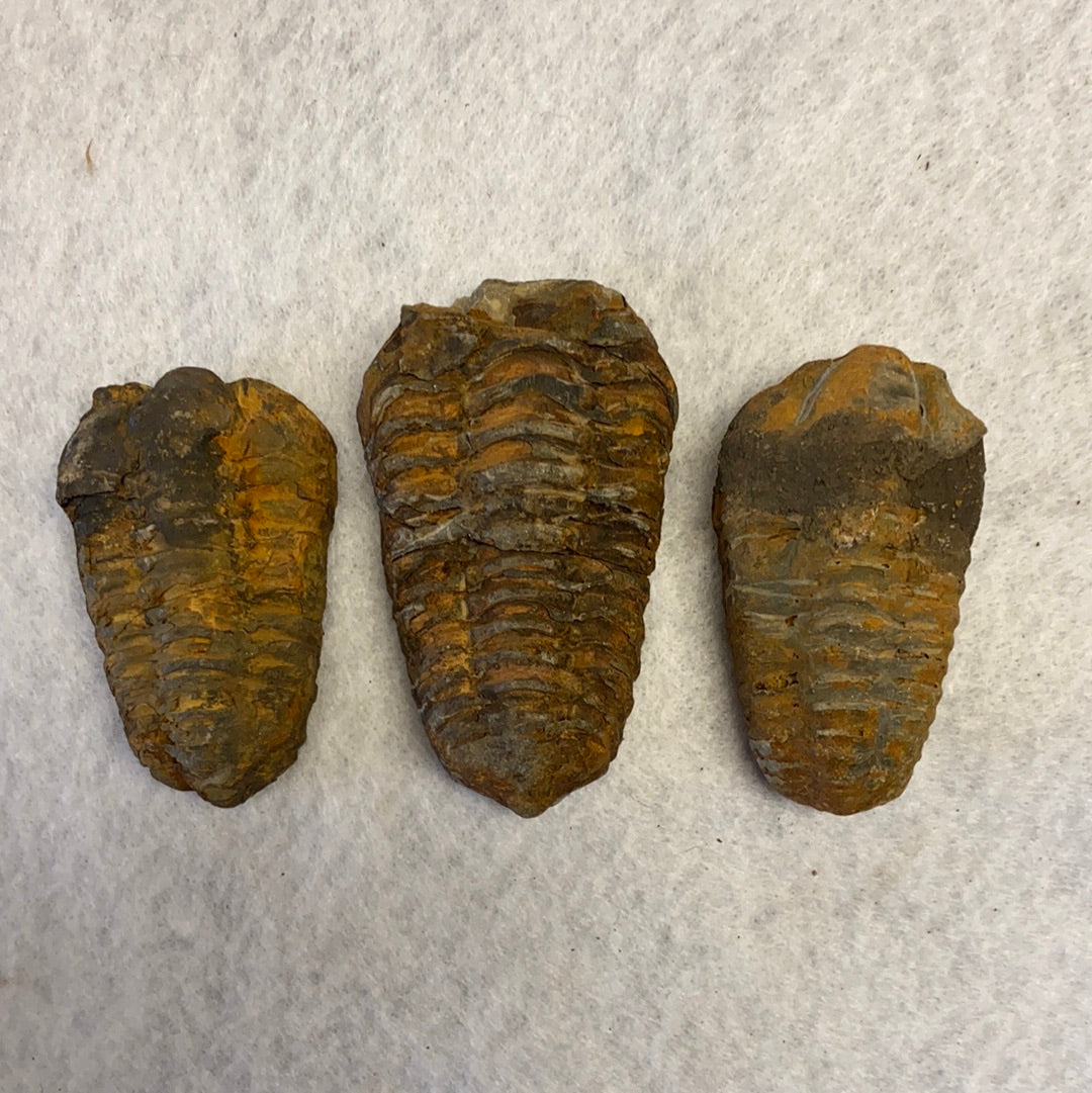 Trilobite Fossil MMM